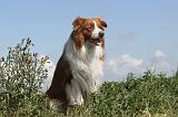 BORDER COLLIE 056